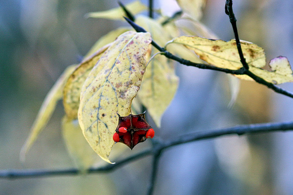 Image of Euonymus macropterus specimen.