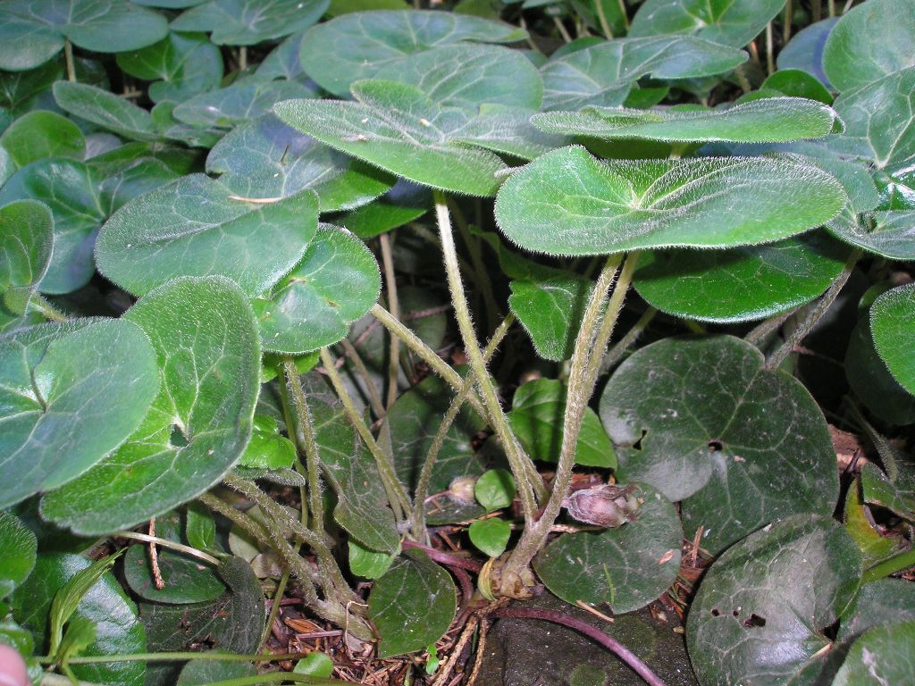 Image of Asarum europaeum specimen.