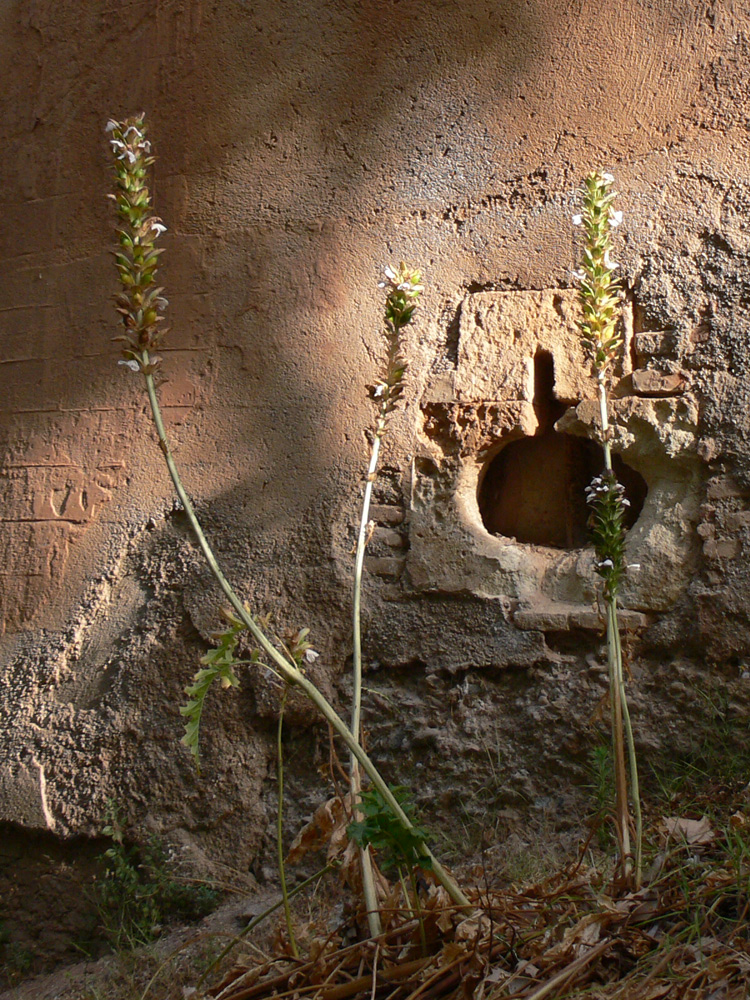 Image of Acanthus mollis specimen.