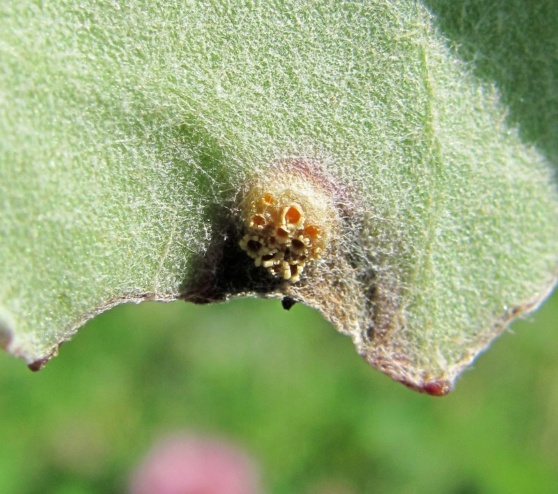 Image of Tussilago farfara specimen.