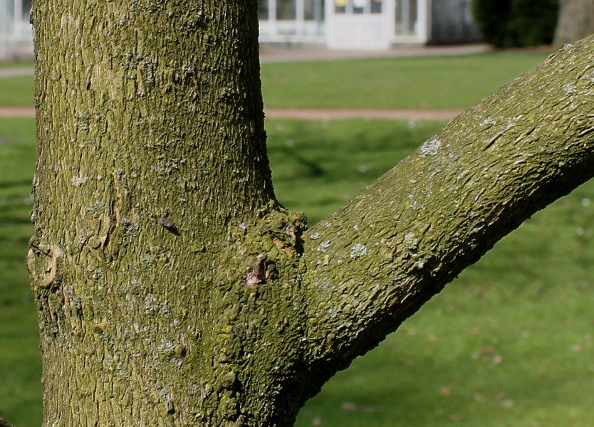 Image of Magnolia macrophylla specimen.