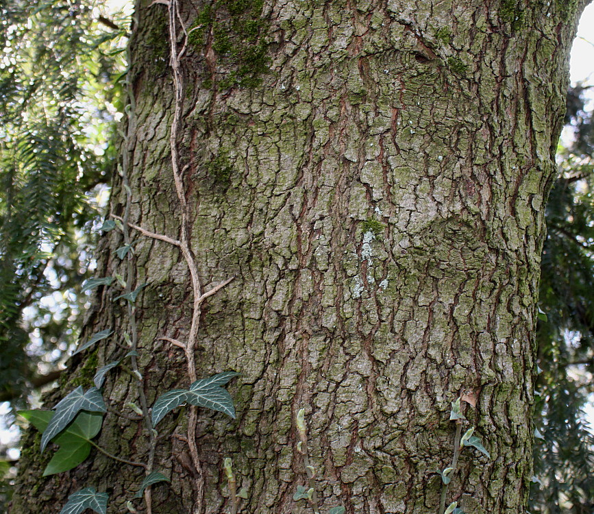 Image of Acer monspessulanum specimen.