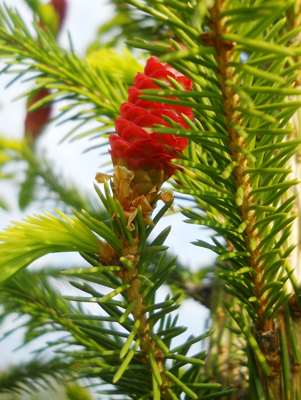 Image of Picea obovata specimen.