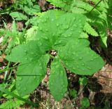 Aegopodium podagraria. Лист с поражениями (Protomyces macrosporus?). Архангельская обл., Холмогорский р-н, лес. 09.06.2013.