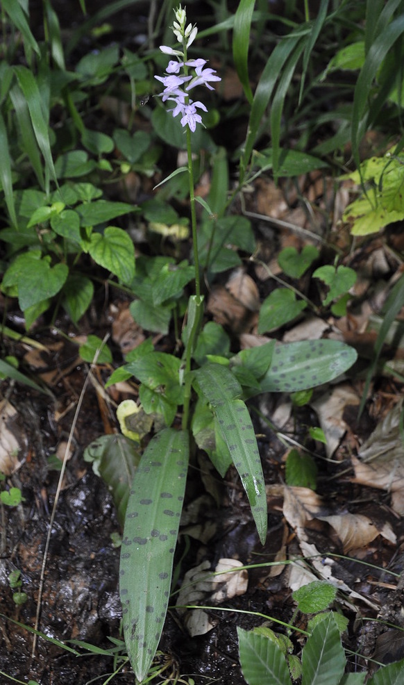 Изображение особи Dactylorhiza saccifera.