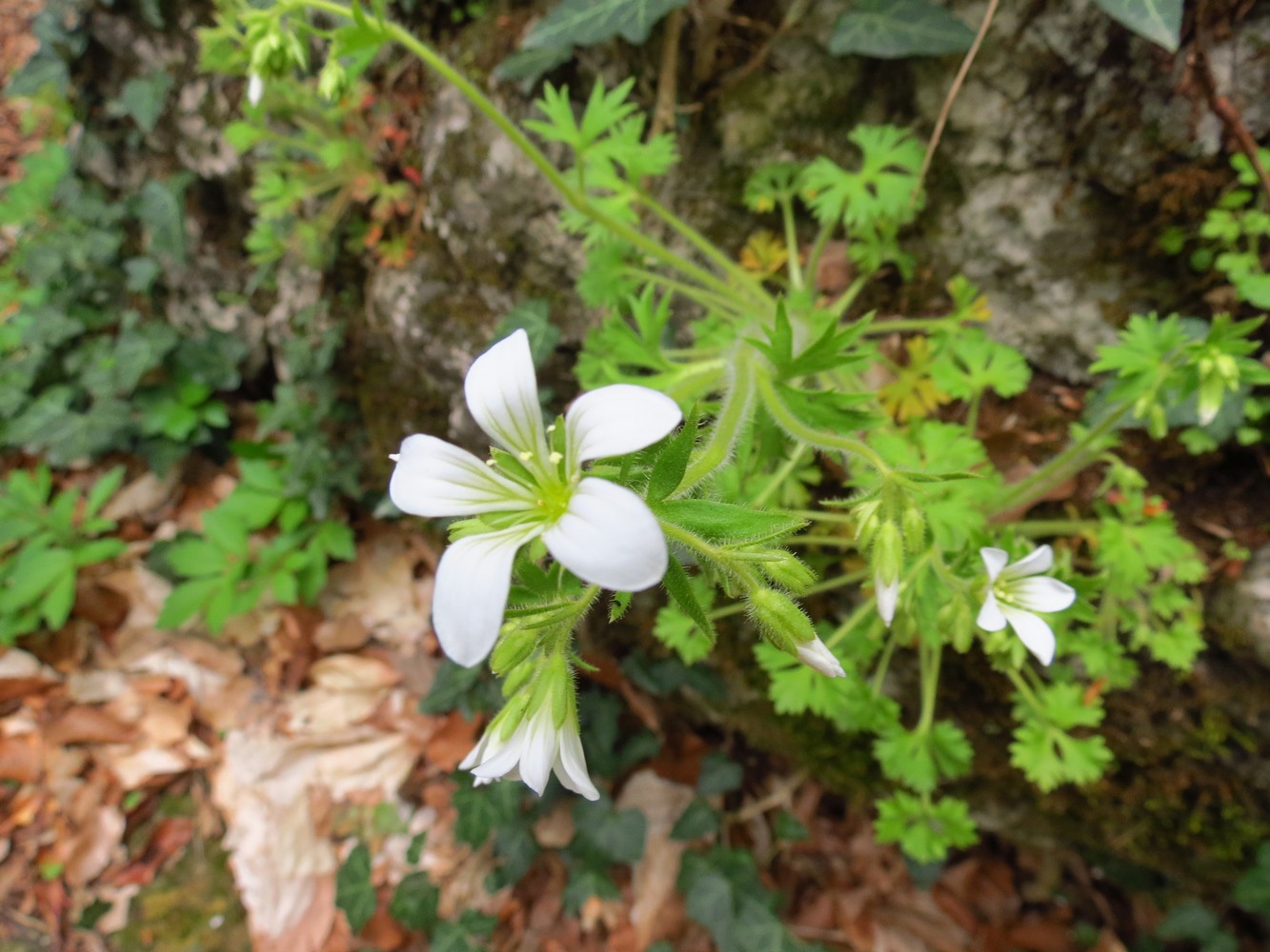 Изображение особи Saxifraga irrigua.