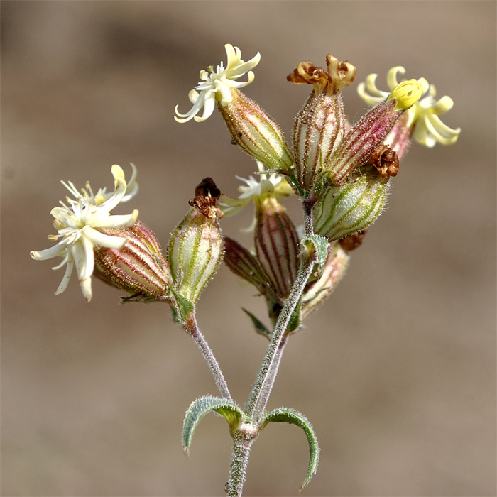 Image of Silene spergulifolia specimen.
