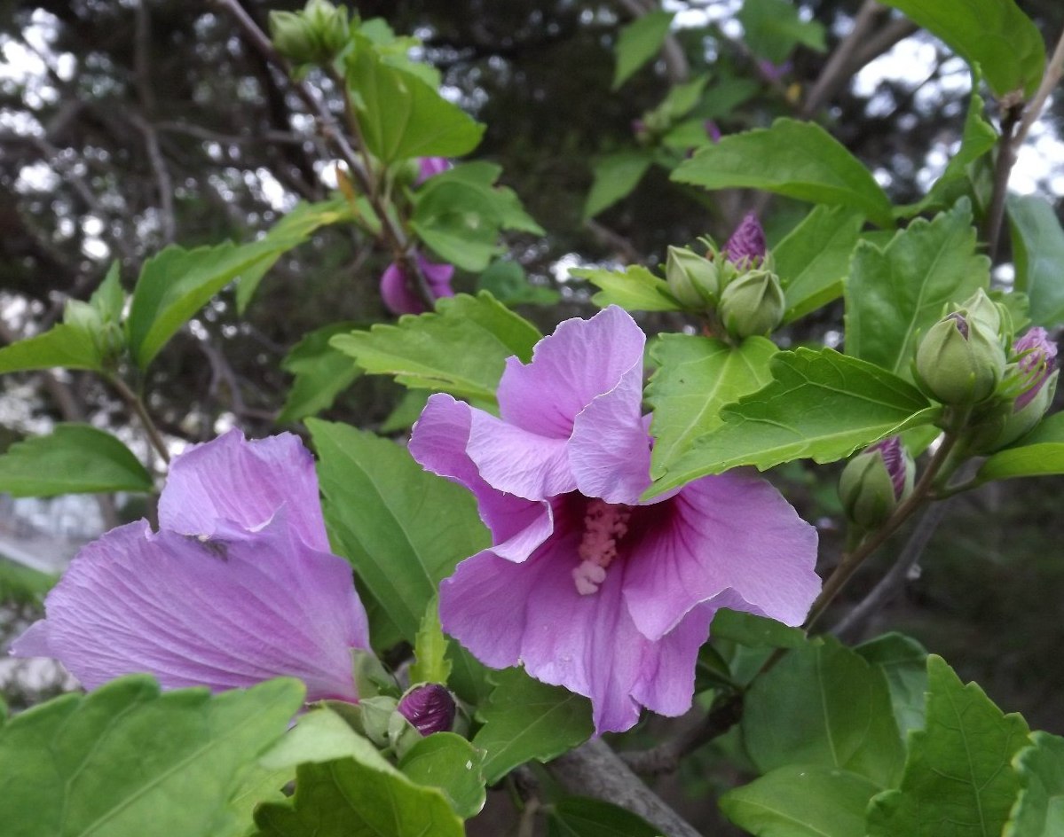 Изображение особи Hibiscus syriacus.