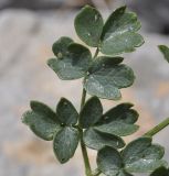 Thalictrum minus subspecies olympicum