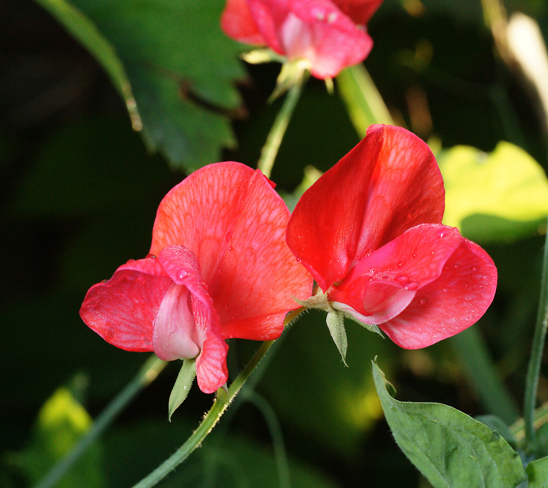 Изображение особи Lathyrus odoratus.