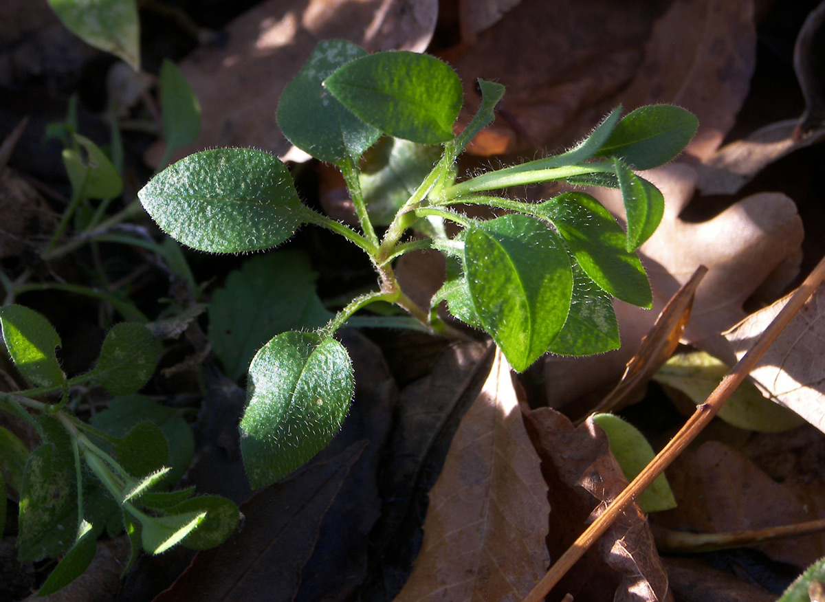 Изображение особи Cerastium holosteum var. meyerianum.