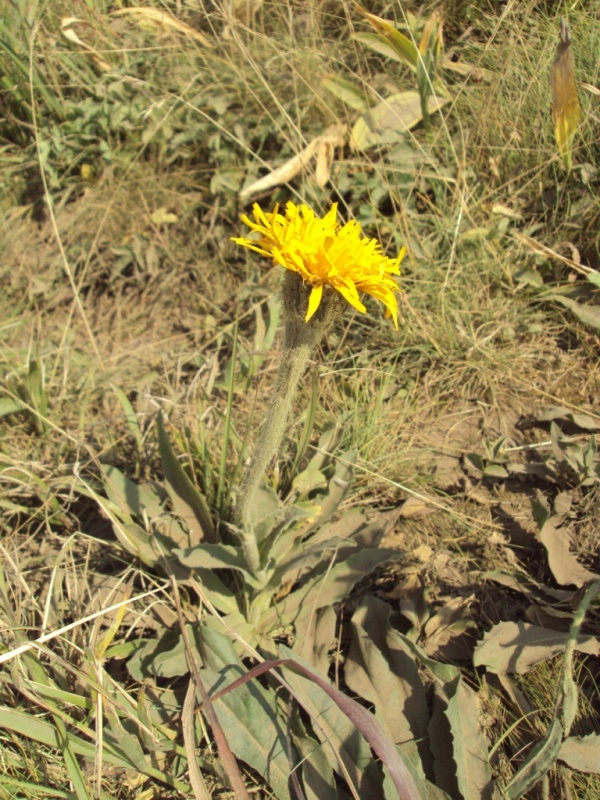 Image of Trommsdorffia uniflora specimen.