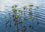 Menyanthes trifoliata. Побеги и соплодие. Карелия, оз. Топозеро, мелководный залив. 13.06.2013.