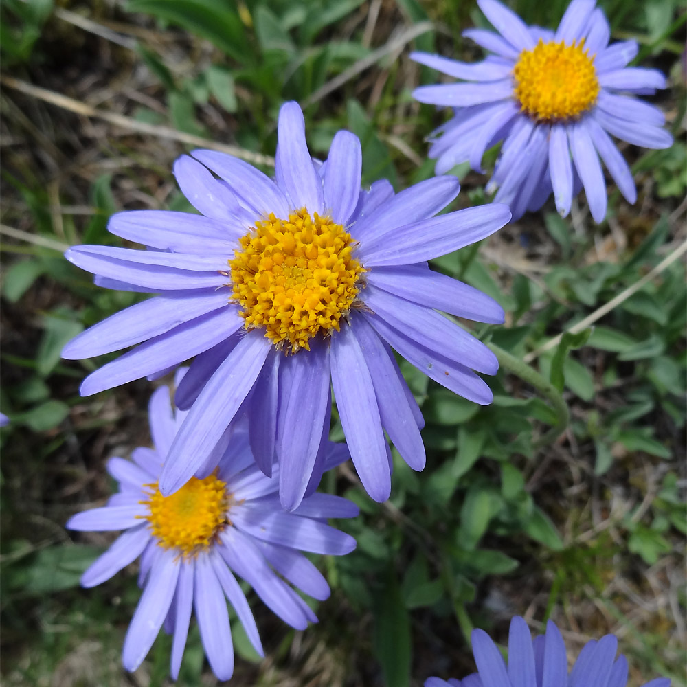 Изображение особи Aster serpentimontanus.