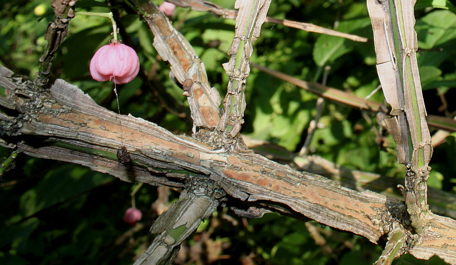 Изображение особи Euonymus phellomanus.