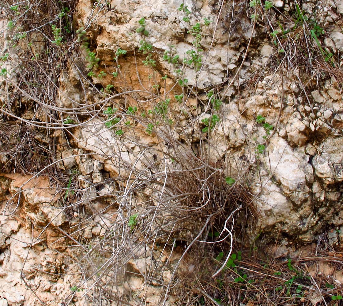 Image of Ballota saxatilis specimen.