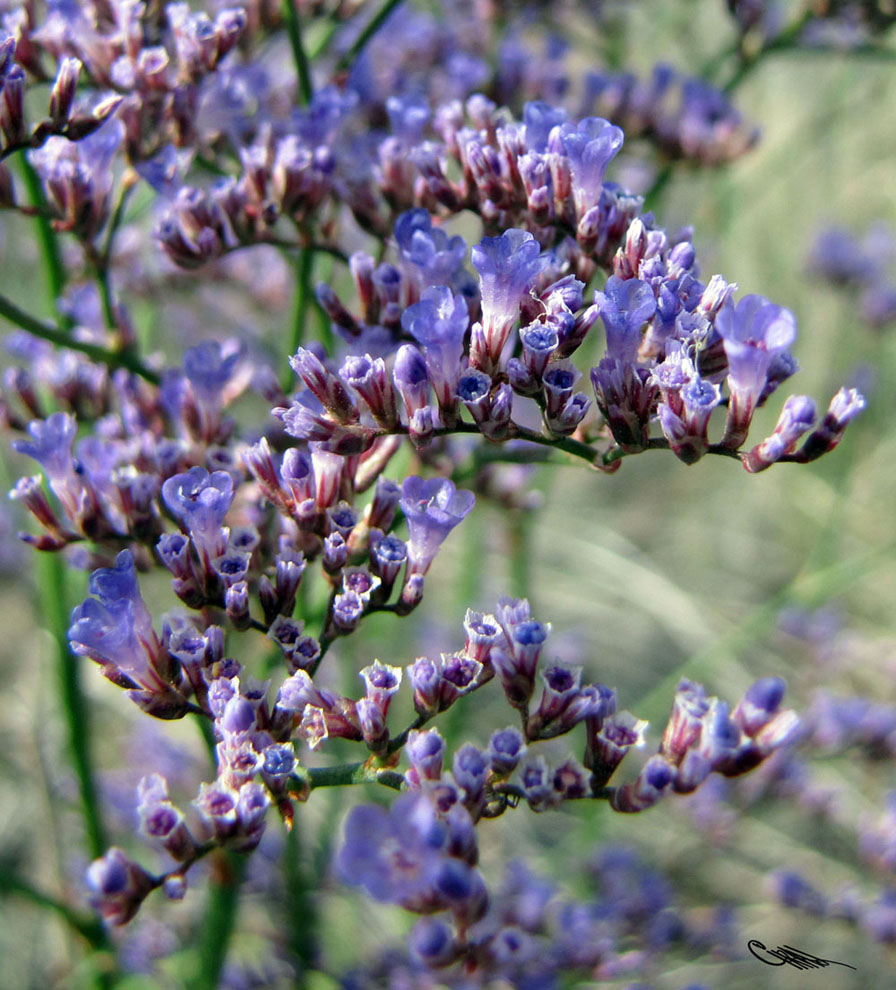 Image of Limonium gmelinii specimen.