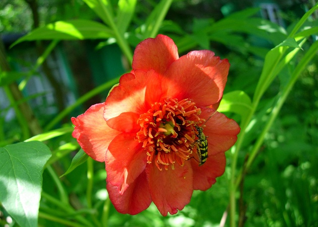 Изображение особи Paeonia delavayi.