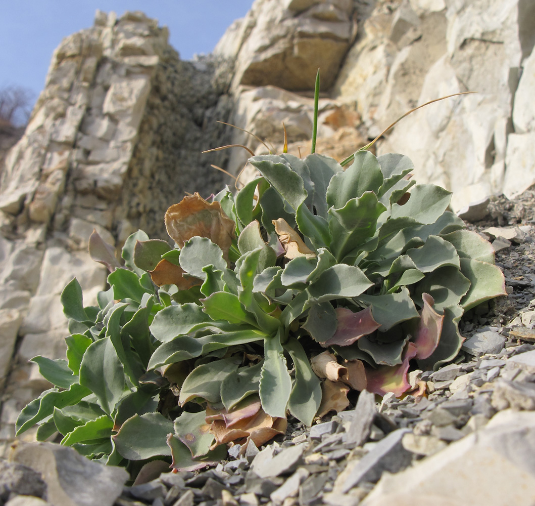 Image of Oberna crispata specimen.