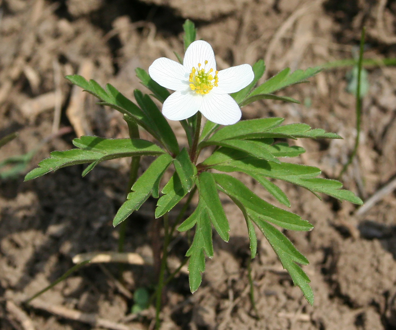 Изображение особи Anemone caerulea.