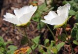 Cistus salviifolius. Цветки. Греция, п-ов Пелопоннес, окр. г. Катаколо. 12.04.2014.