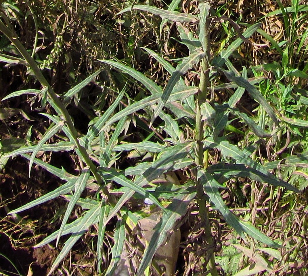 Изображение особи Hieracium umbellatum.