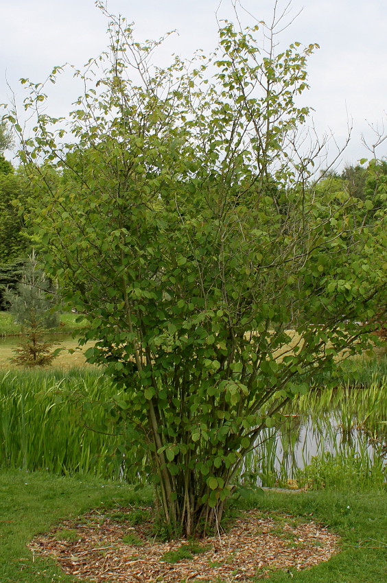 Image of Corylopsis glabrescens specimen.