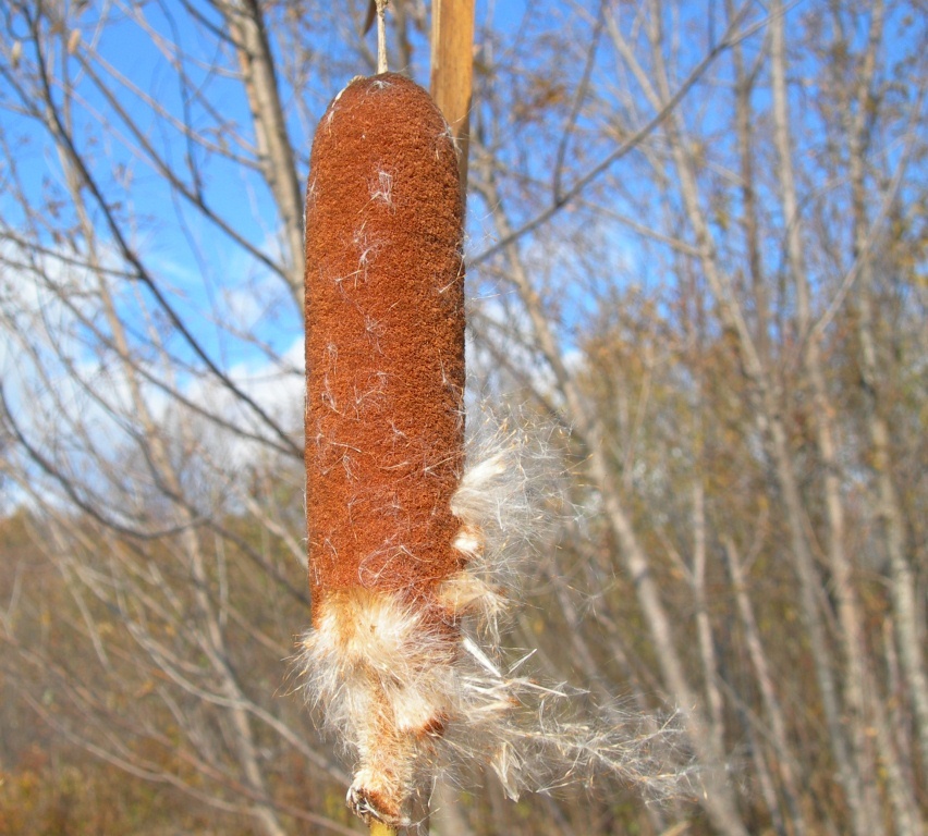 Image of Typha tzvelevii specimen.