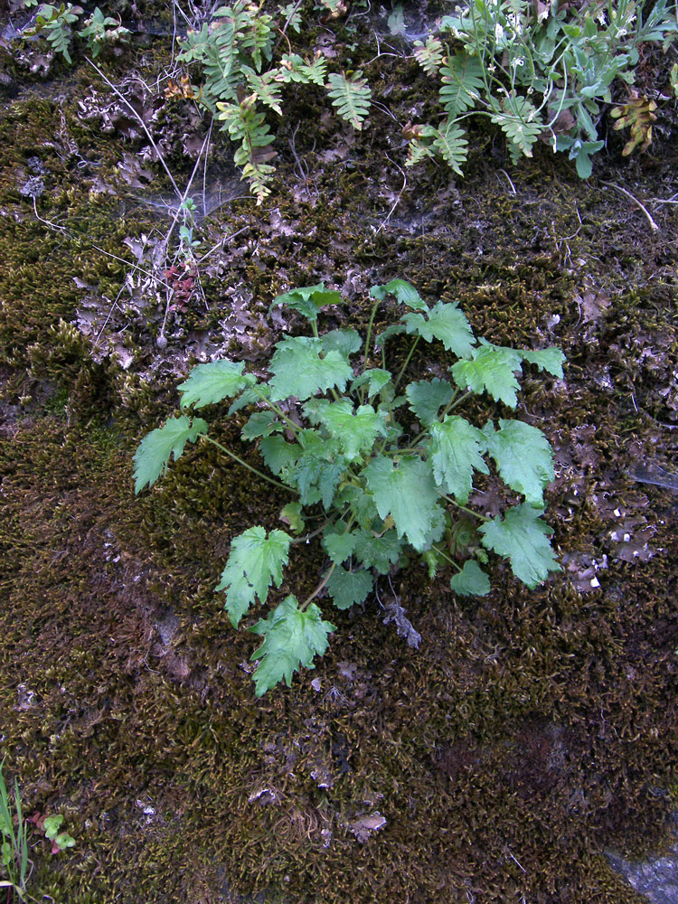 Image of Campanula armena specimen.