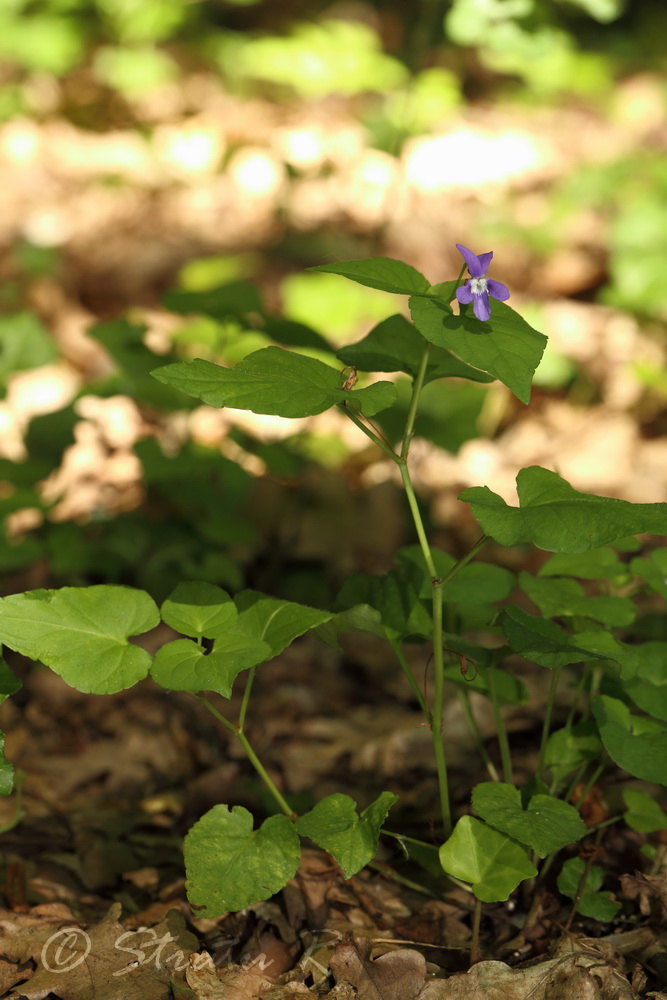 Image of Viola reichenbachiana specimen.