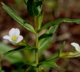 Gratiola officinalis. Средняя часть побега с цветками. Германия, г. Дюссельдорф, Ботанический сад университета. 02.06.2014.