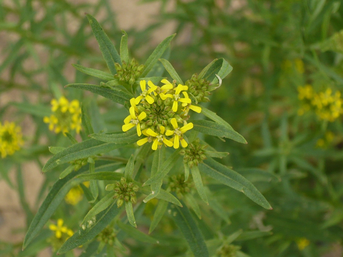 Image of Erysimum hieraciifolium specimen.