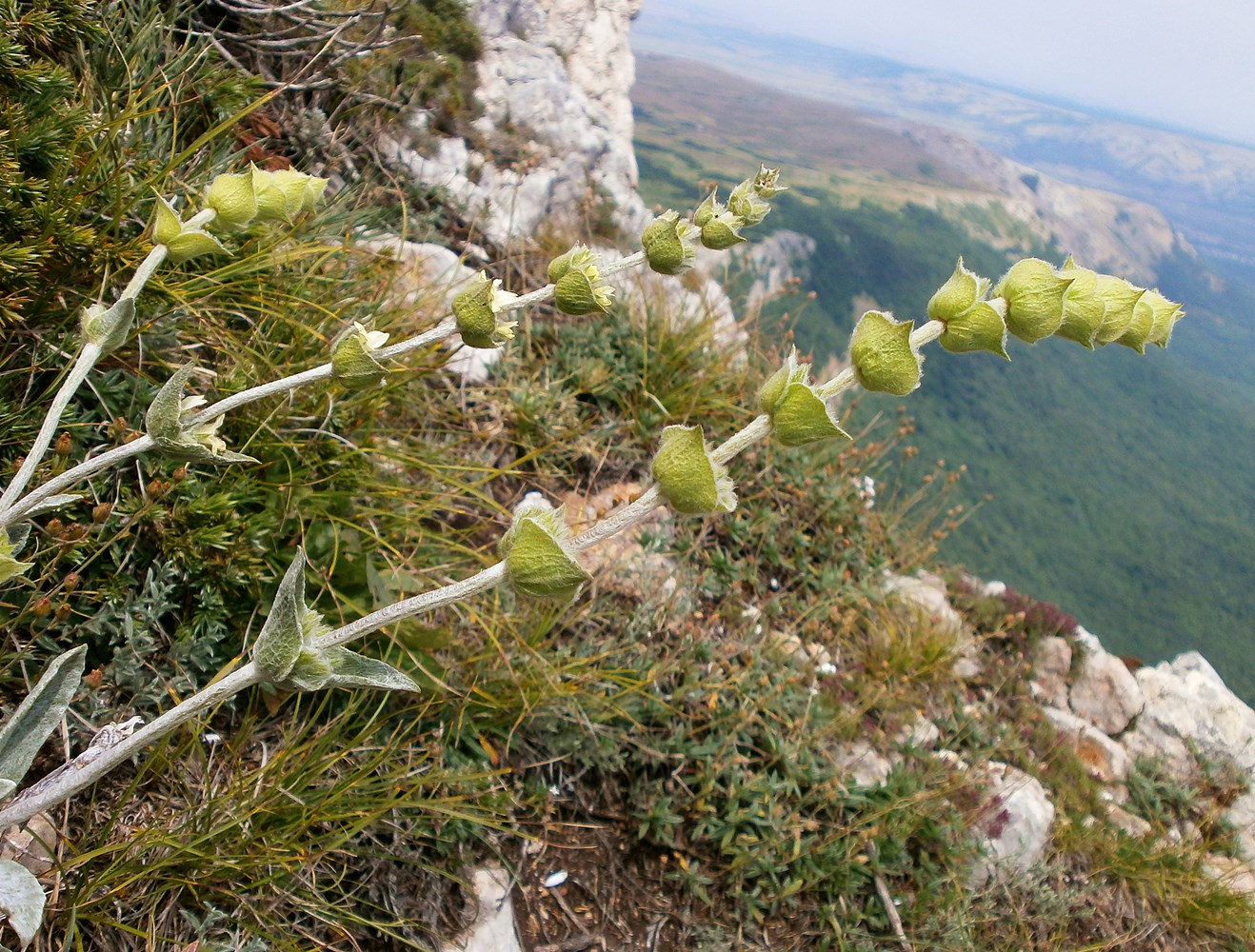 Image of Sideritis catillaris specimen.