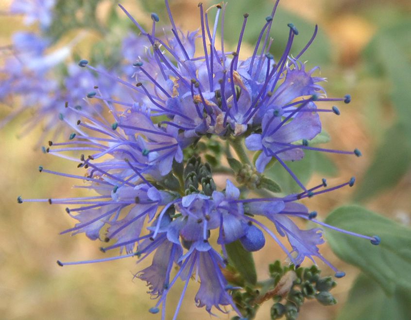 Image of Caryopteris &times; clandonensis specimen.