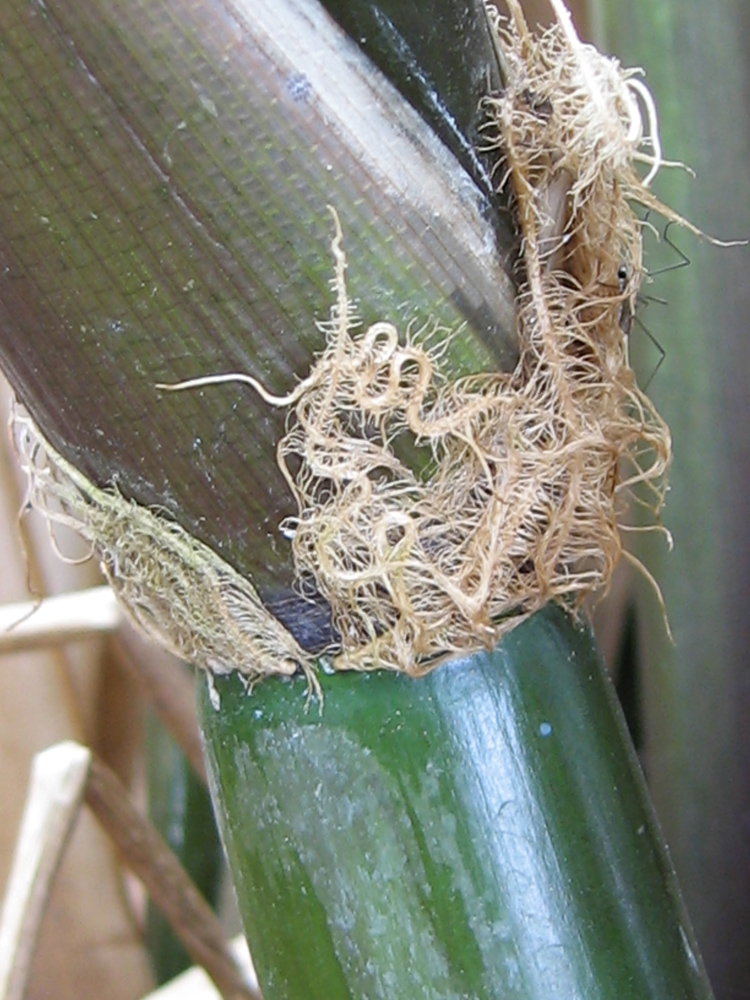 Image of Zizania latifolia specimen.