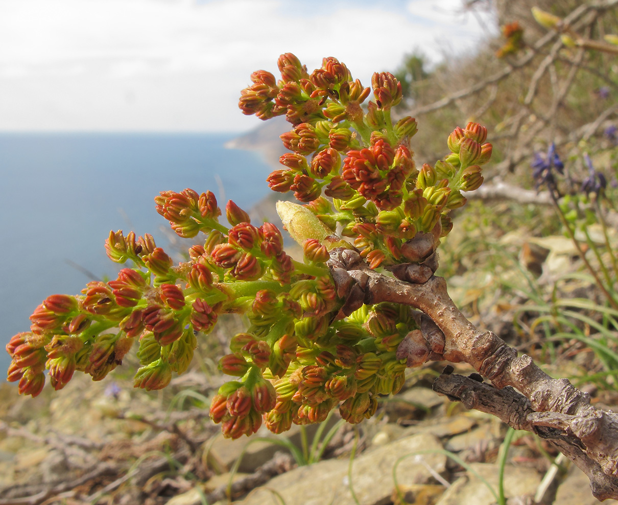 Image of Pistacia mutica specimen.