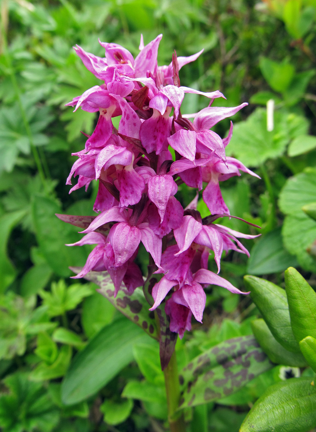 Image of Dactylorhiza aristata specimen.