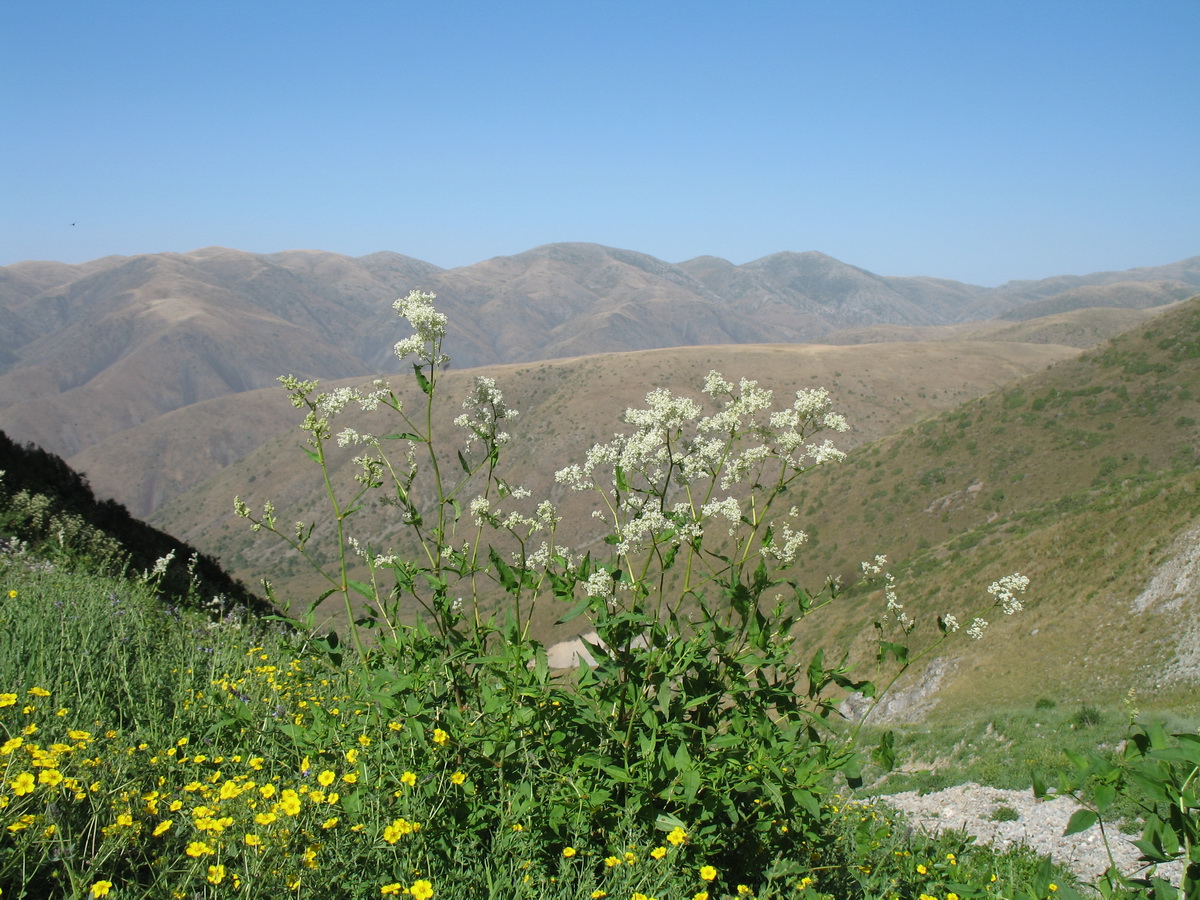 Изображение особи Aconogonon alpinum.