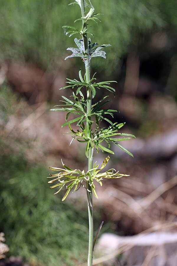 Image of Delphinium pavlovii specimen.