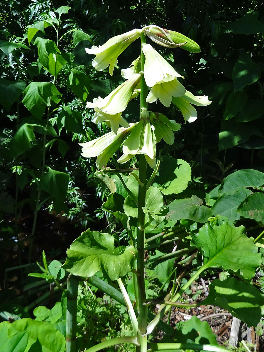 Изображение особи Cardiocrinum cordatum.