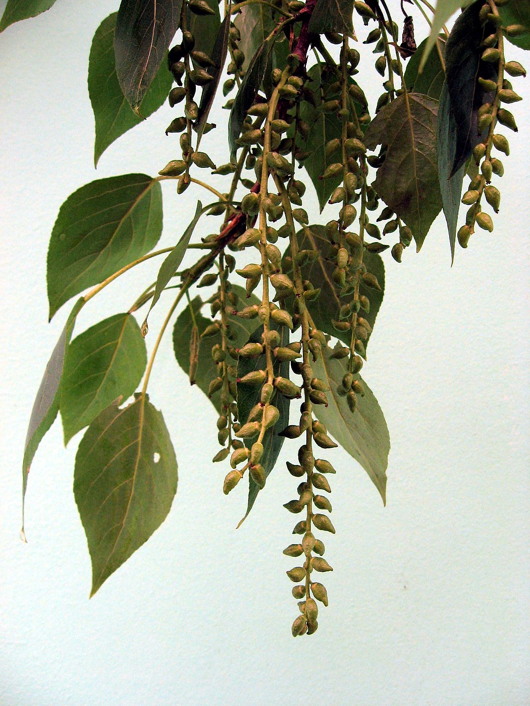 Image of Populus &times; sibirica specimen.