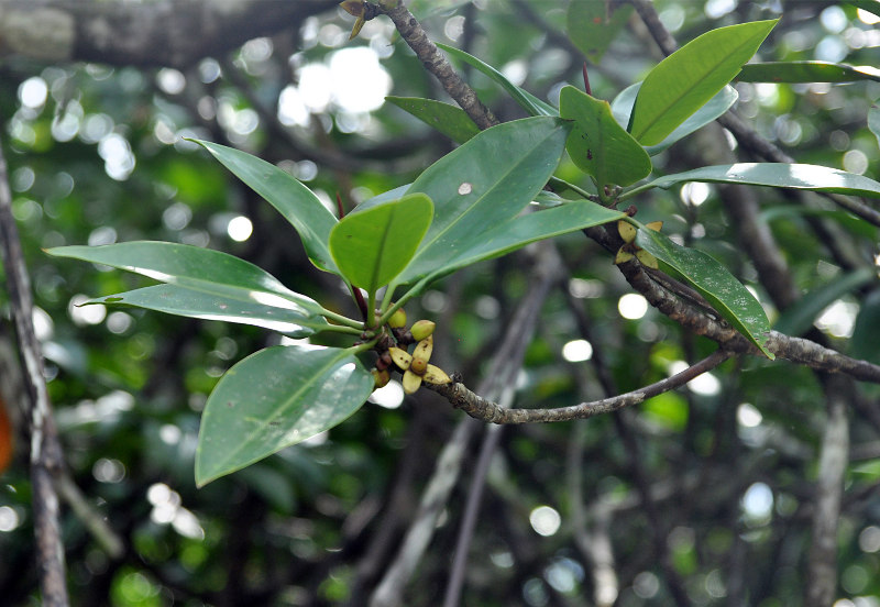 Image of Rhizophora apiculata specimen.