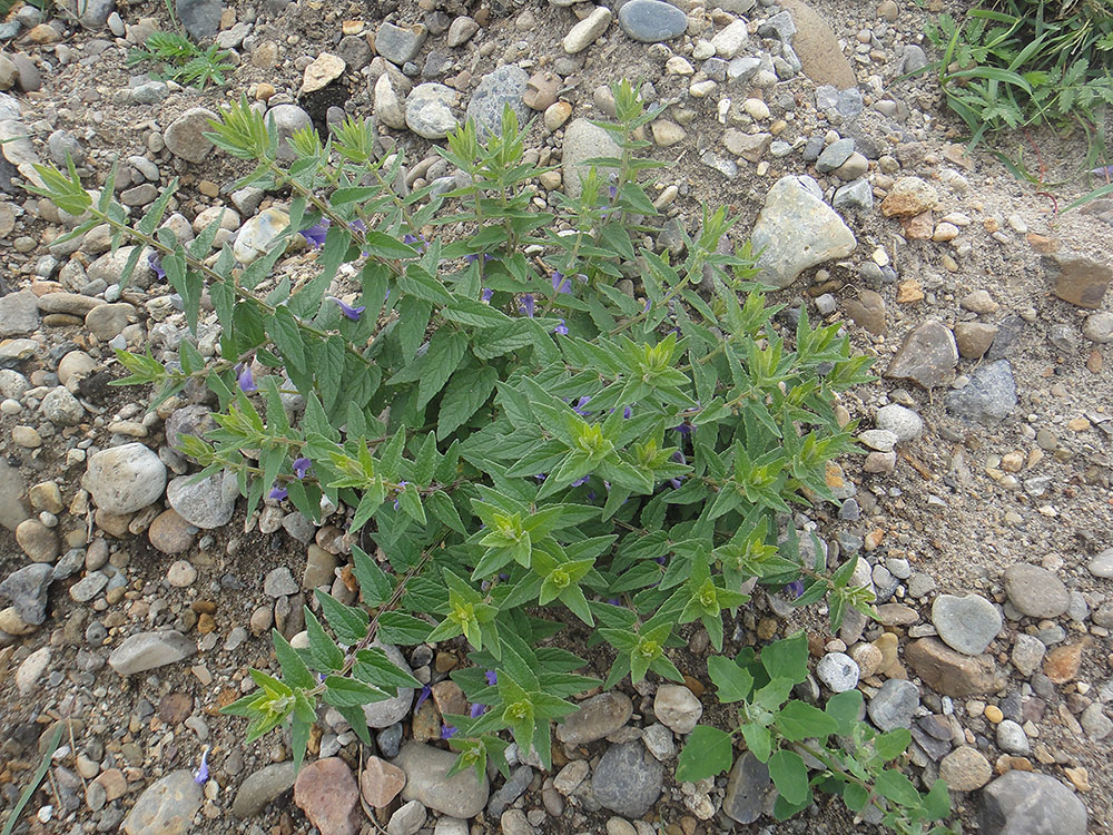 Image of Scutellaria galericulata specimen.