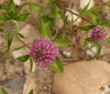 Trifolium pratense. Верхушки побегов с соцветиями. Кыргызстан, Нарынская обл., левый берег р. Нарын, окр. с. Таш-Башат, вахтовый пос. гидростроителей. 09.06.2015.