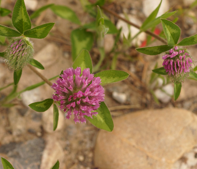 Image of Trifolium pratense specimen.