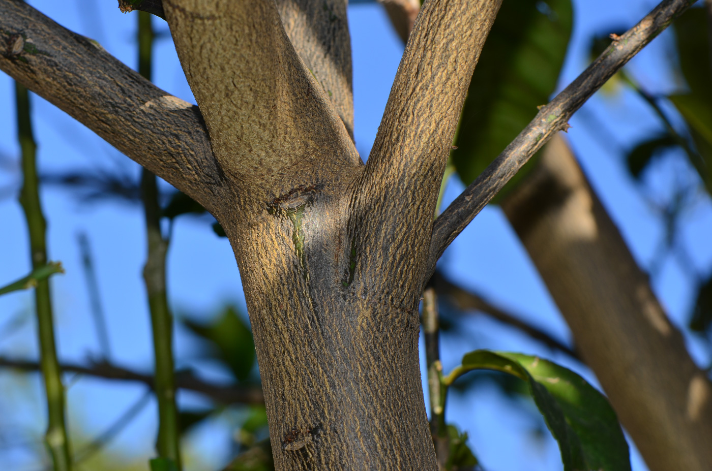 Image of Citrus limon specimen.