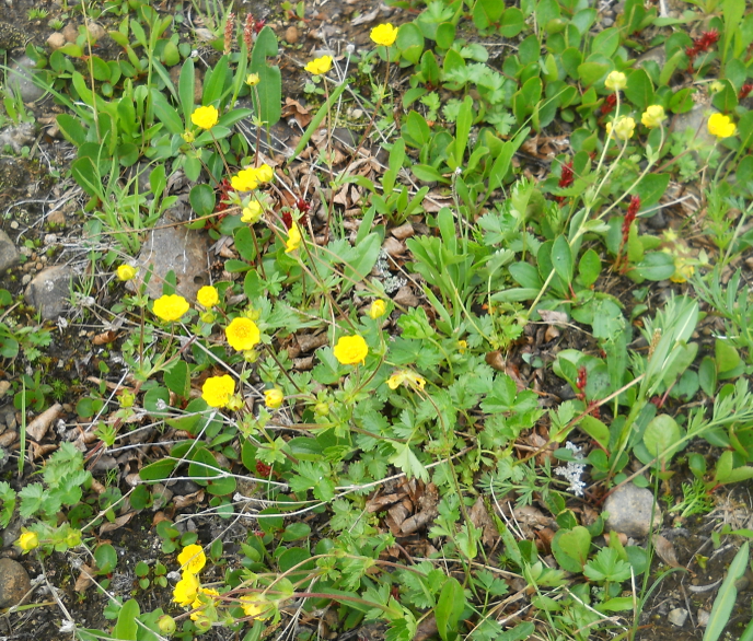 Изображение особи Potentilla gelida ssp. boreo-asiatica.