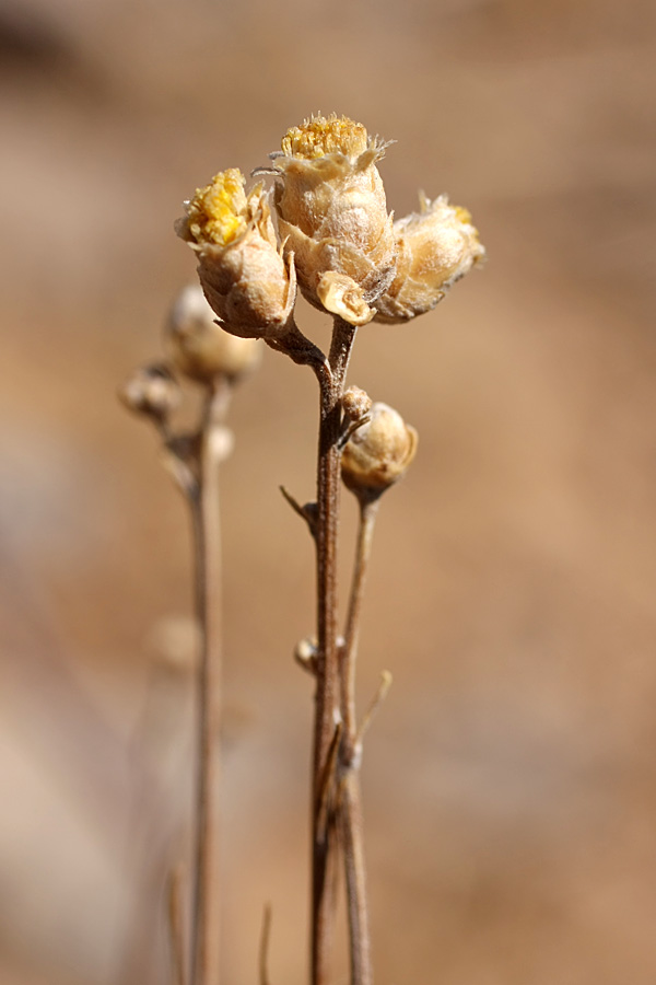 Image of Lepidolopha karatavica specimen.