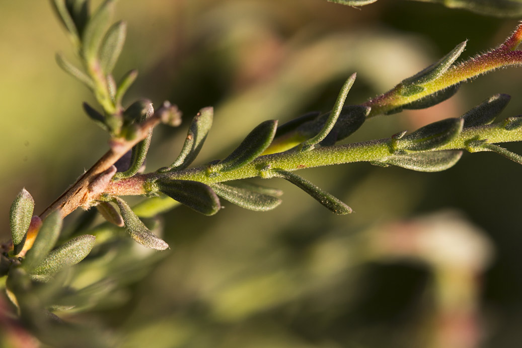 Image of Fumana arabica specimen.