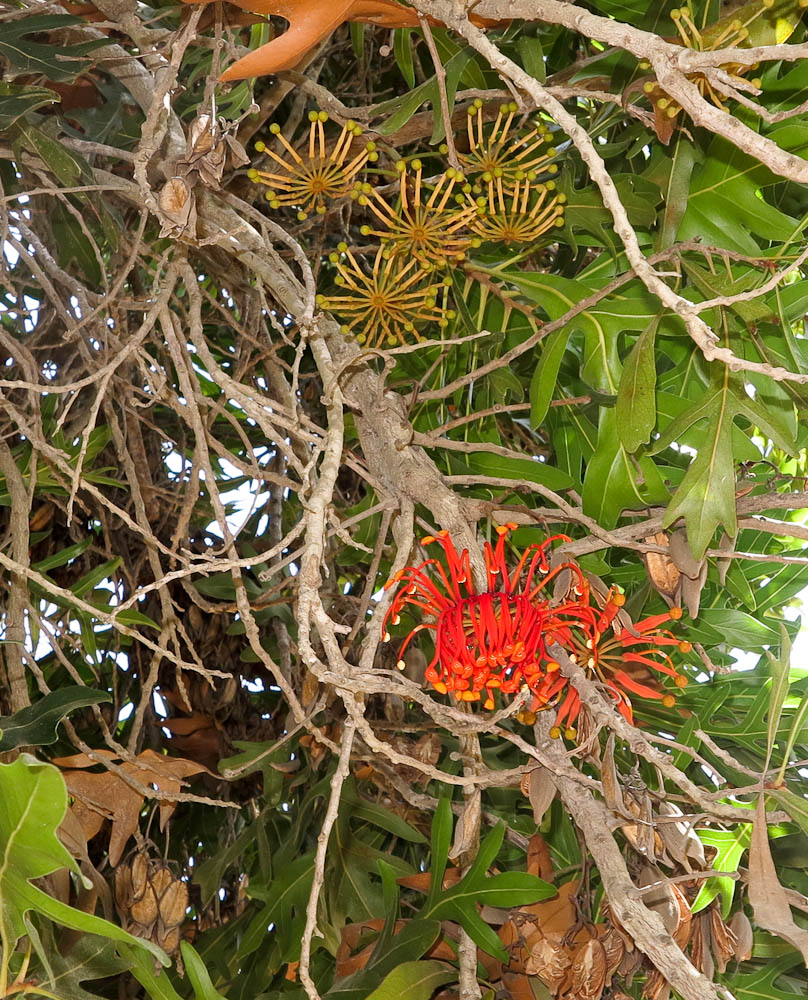 Image of Stenocarpus sinuatus specimen.